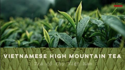 Advanced Knowledge About Tea