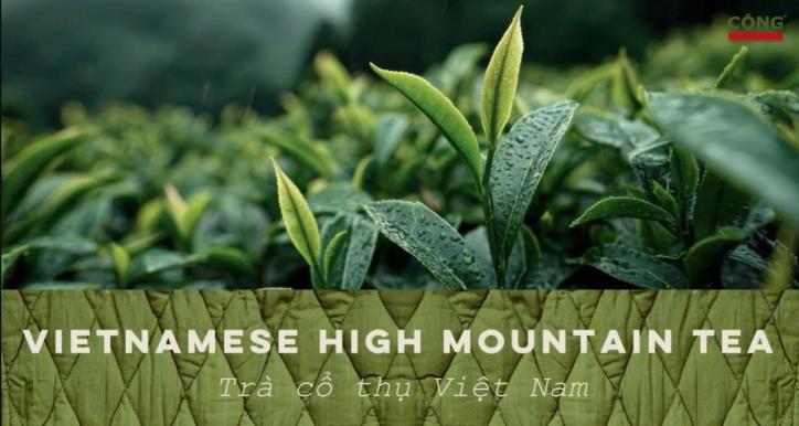 Advanced Knowledge About Tea
