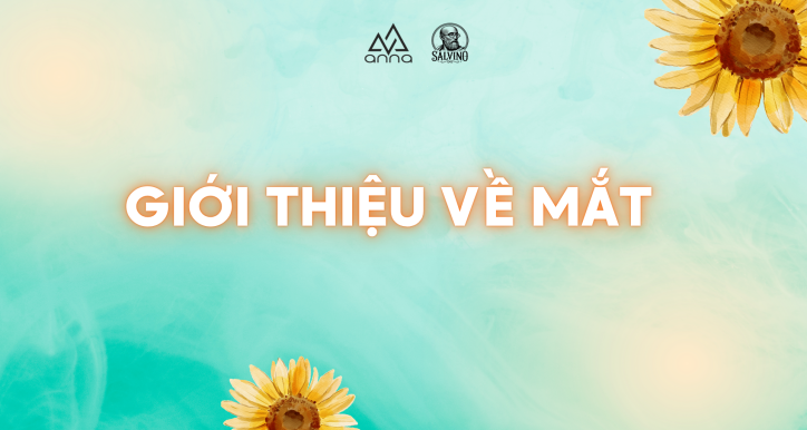 Giới thiệu về mắt