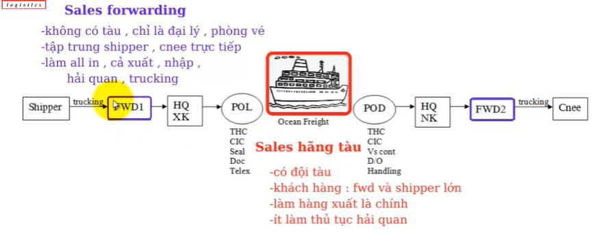 Sales Logistics là gì? Phân biệt Sale hãng tàu và Sale Forwarder
