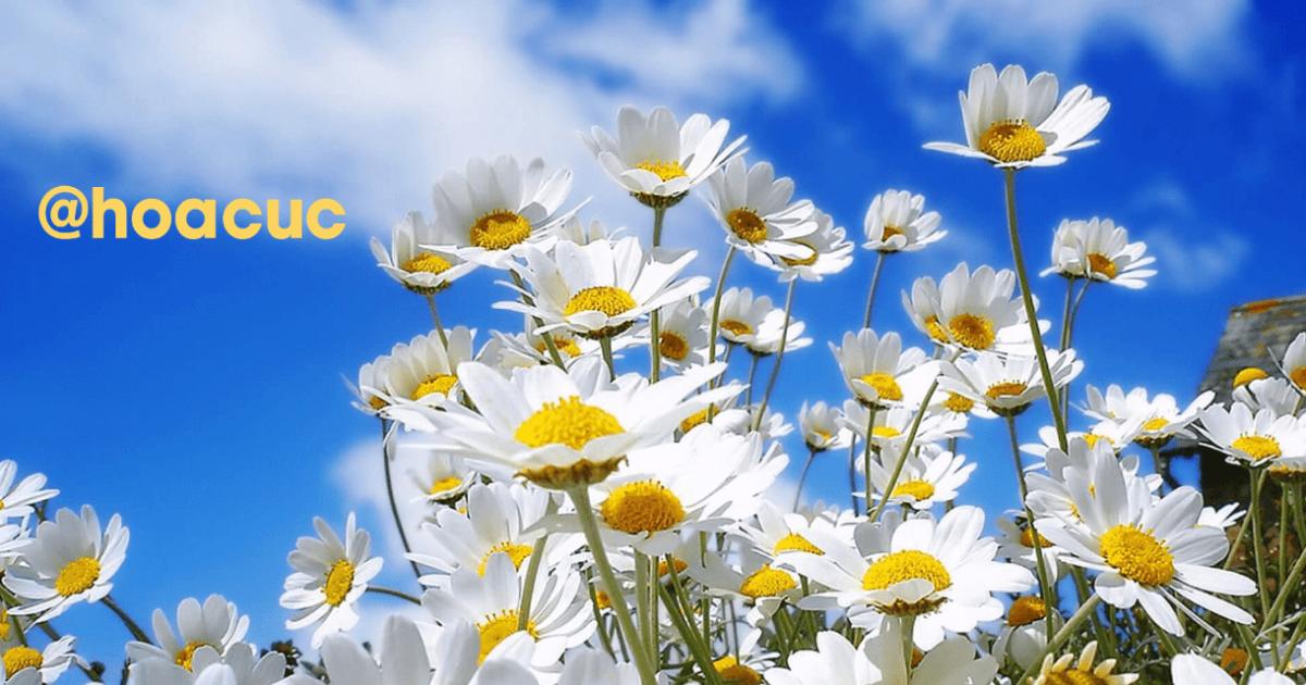 Cách xóa chữ trên ảnh bằng Photoshop: Ảnh có nền phức tạp