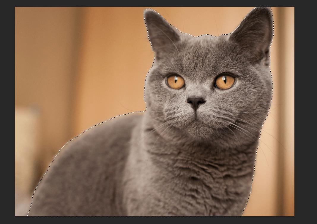 Cách tách ảnh khỏi nền bằng Photoshop: Dùng Object Selection Tool