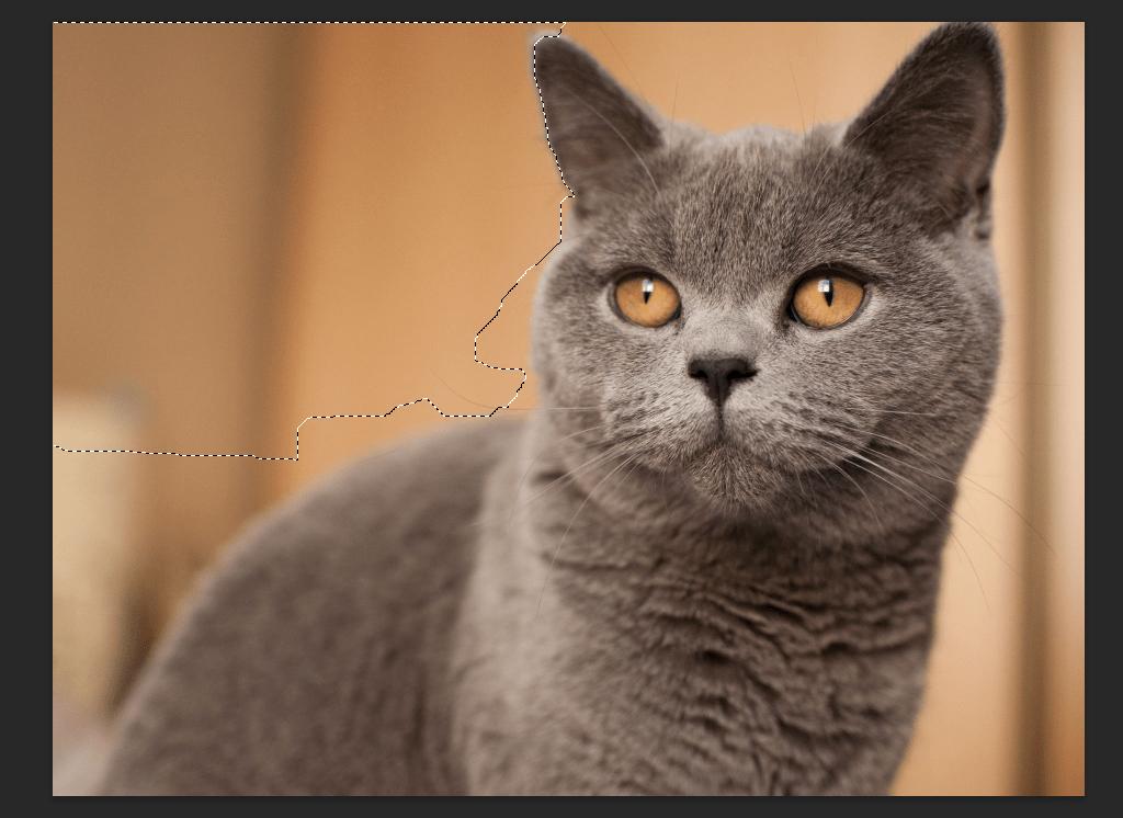 Cách tách ảnh khỏi nền bằng Photoshop: Dùng Quick Selection Tool