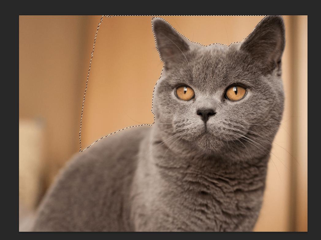 Cách tách ảnh khỏi nền bằng Photoshop: Dùng Magic Wand Tool