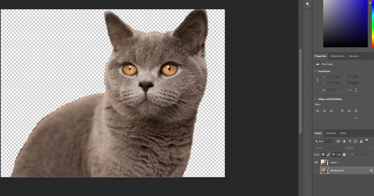 Cách tách ảnh khỏi nền bằng Photoshop: Kết quả tách nền ảnh