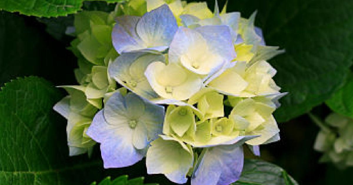 lỗi thiết kế đồ họa 