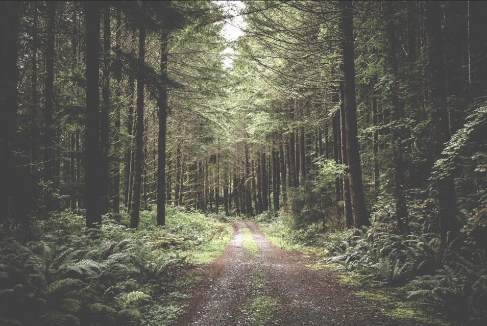 Sau khi chỉnh sáng ảnh bằng  Brightness/Contrast