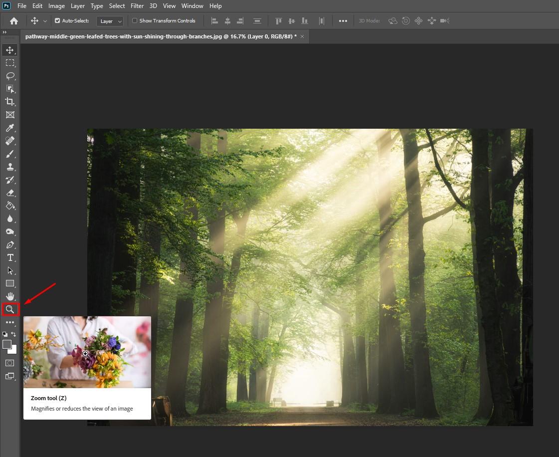Chọn công cụ Zoom Tool để phóng to ảnh trong photoshop