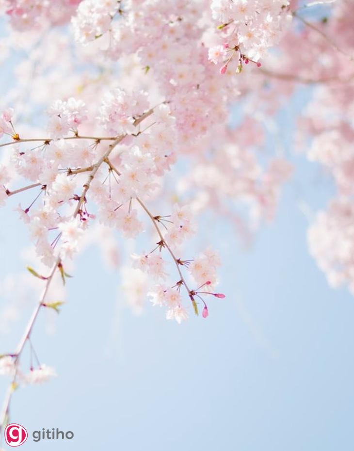 Bố cục đường chéo