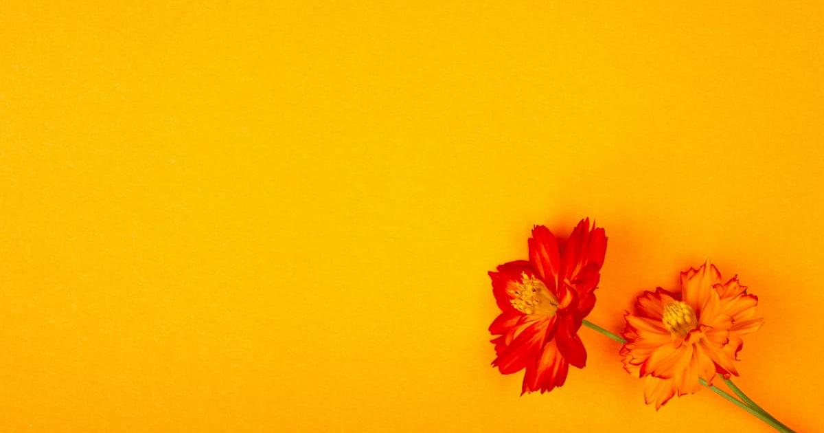 Hình nền powerpoint hoa 9