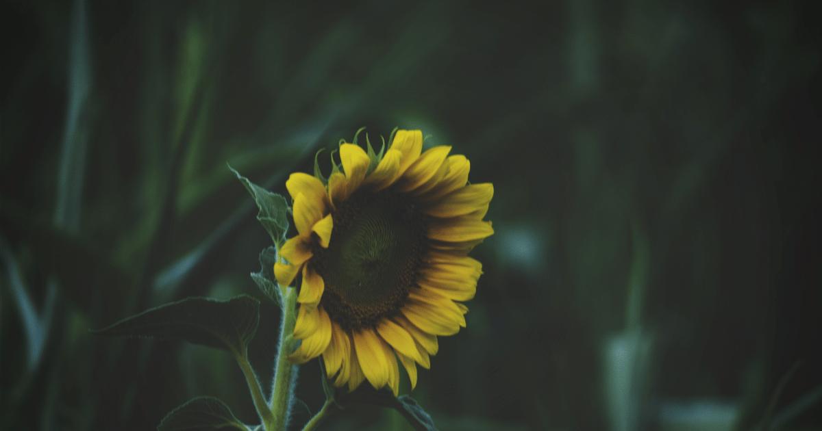 hình nền powerpoint cây xanh 26