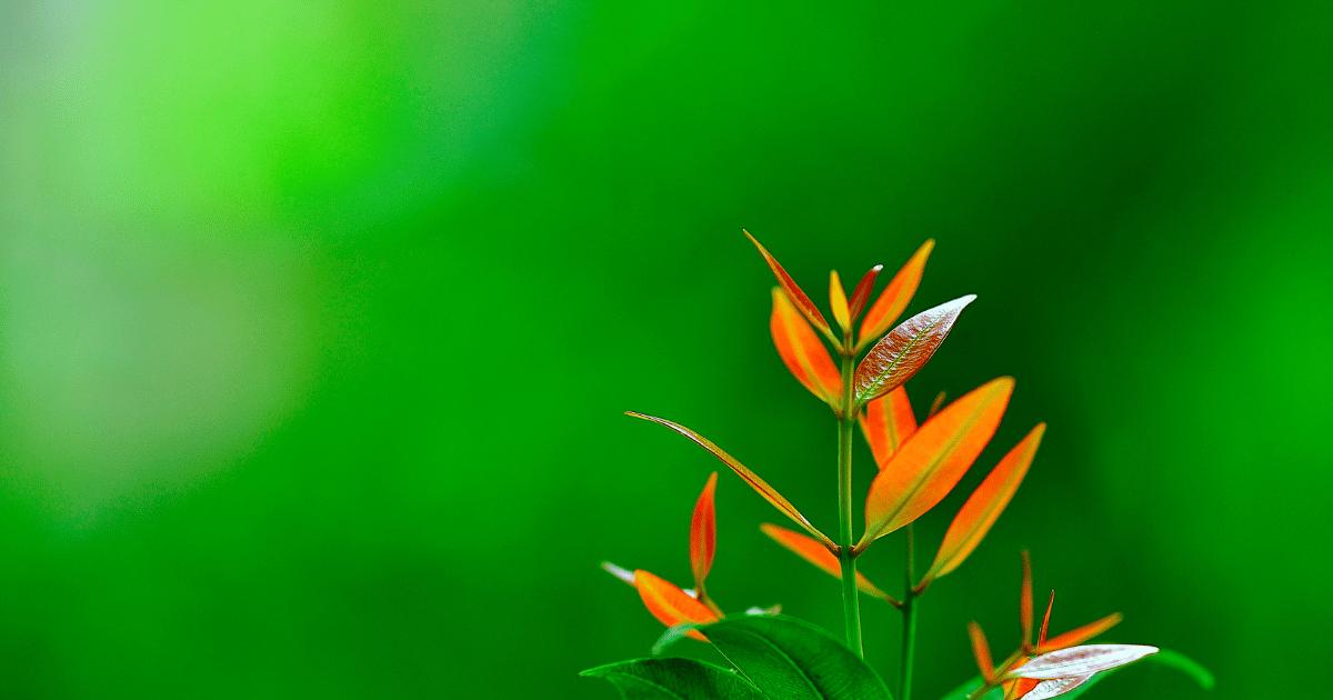 hình nền powerpoint cây xanh 27