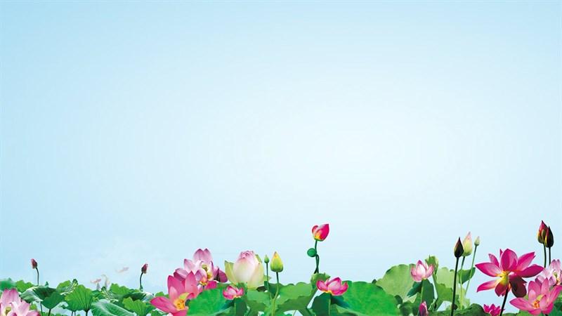hình nền Powerpoint hoa sen 3
