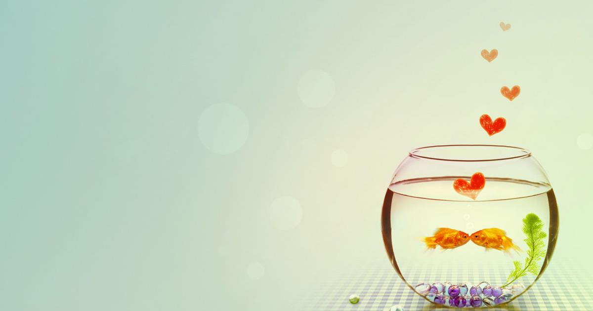 hình nền Powerpoint con vật 15