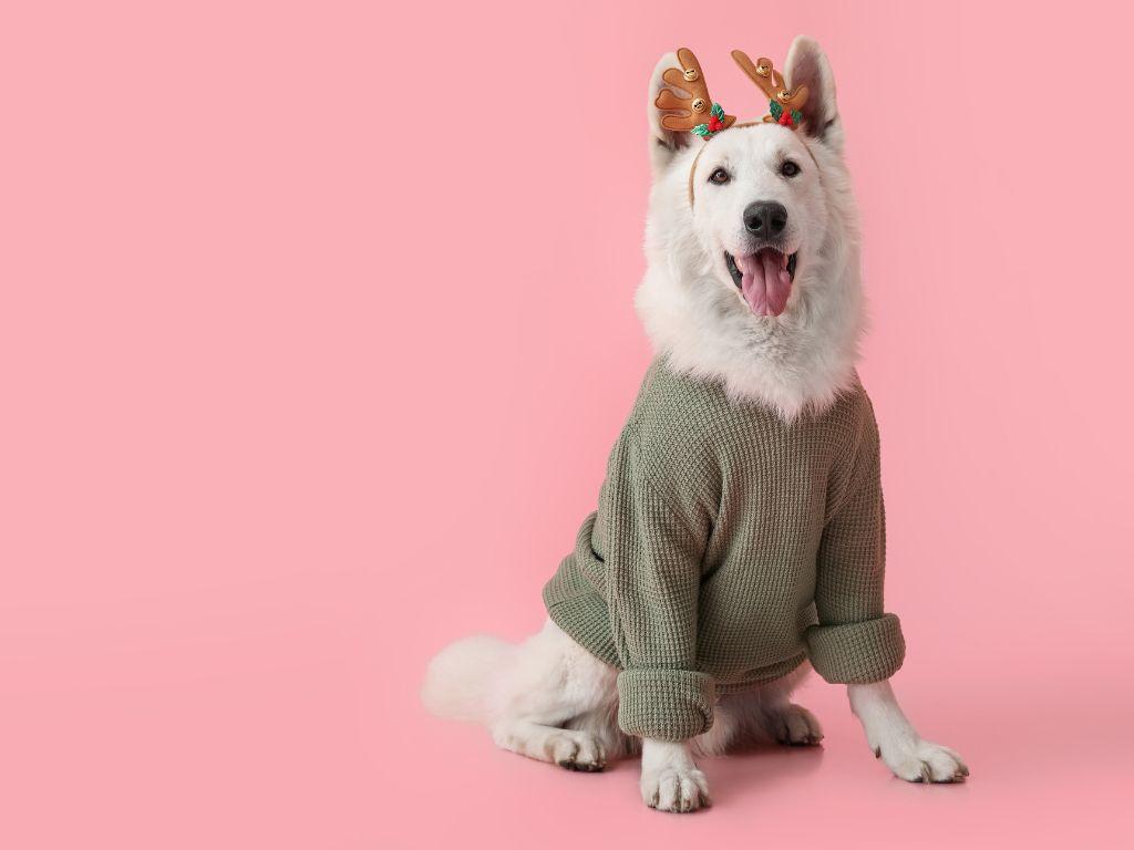 hình nền Powerpoint con vật 1