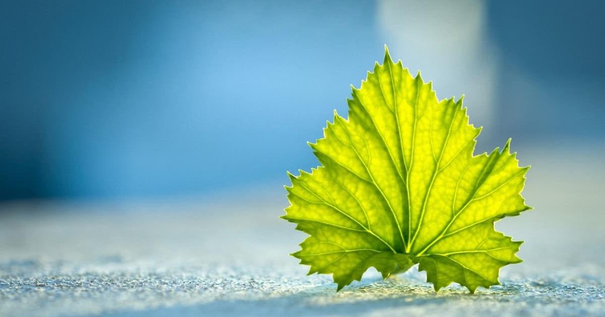 hình nền powerpoint cây xanh 13