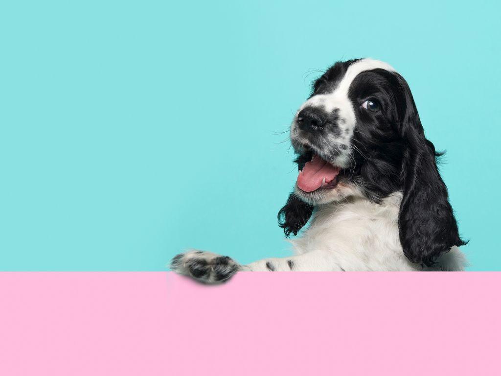 hình nền Powerpoint con vật 2