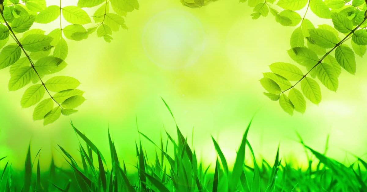 hình nền powerpoint cây xanh 12