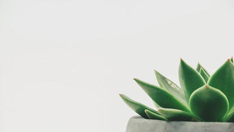 hình nền powerpoint cây xanh 10