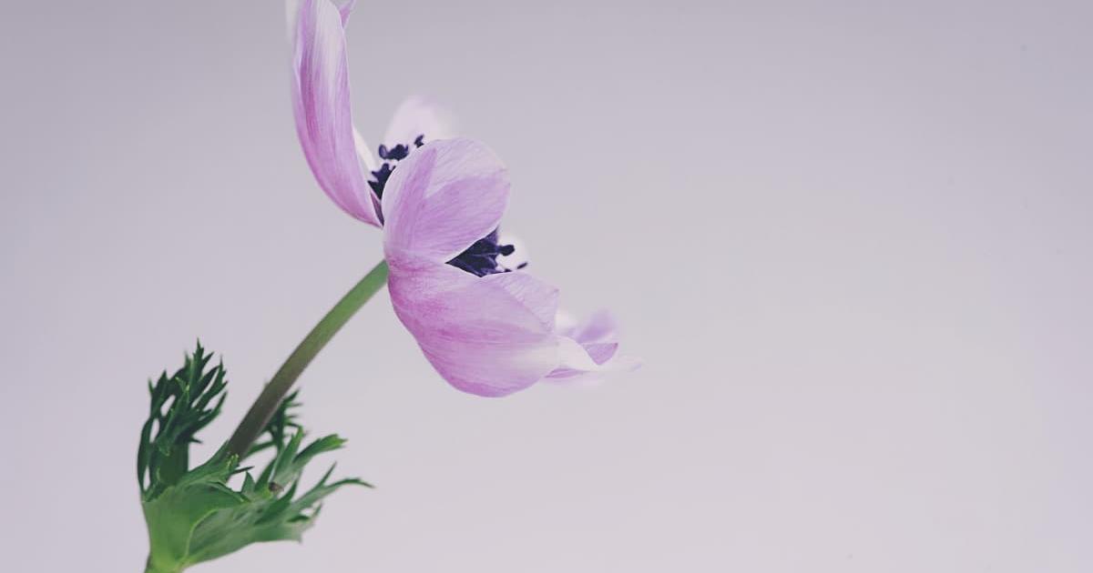 Hình nền powerpoint hoa 3