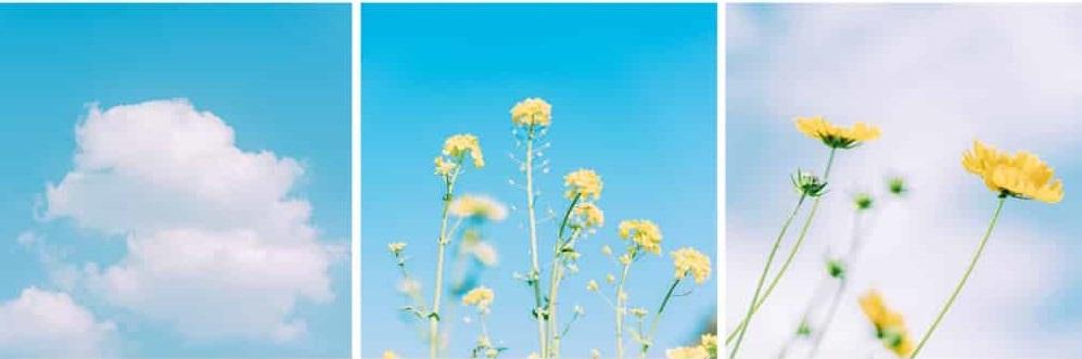 Chụp hoa cỏ, cây cối