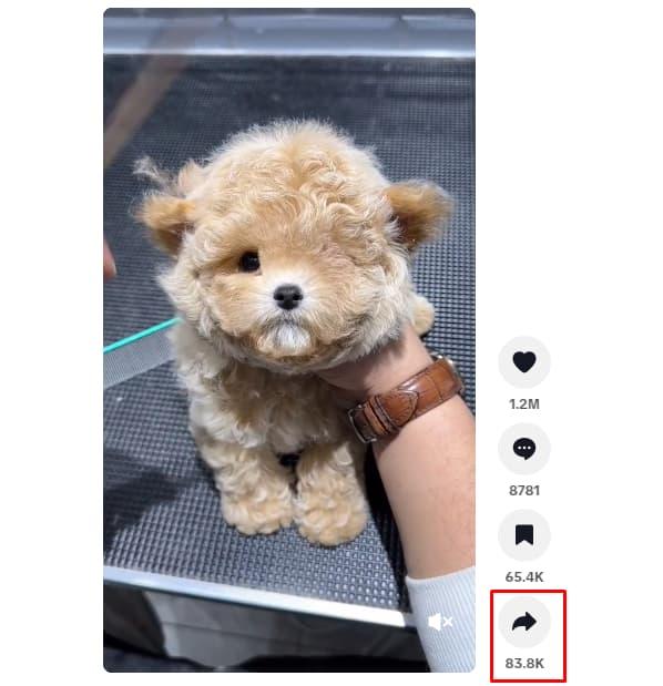 chuyển video Tiktok sang MP4 bằng ssstik.io 1