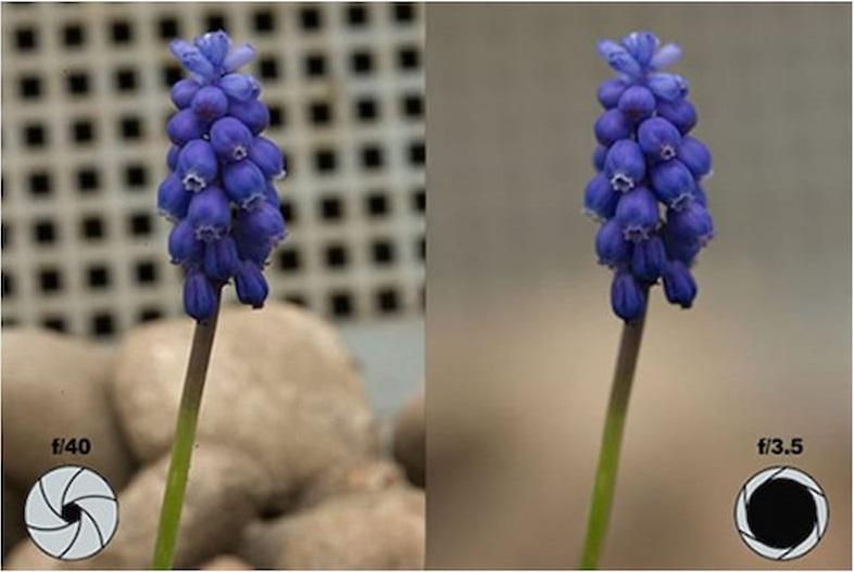 Sử dụng độ sâu trường ảnh nông để lấy nét chủ thể