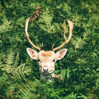 Nguyễn Xuân Tùng