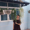 Hoàng Giang